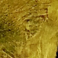 Pintado ouro